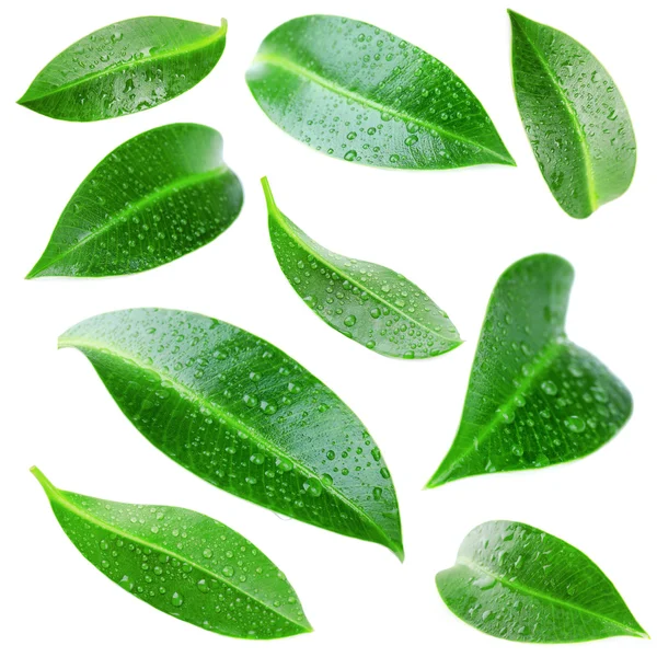 Collage of beautiful green leaves isolated on white