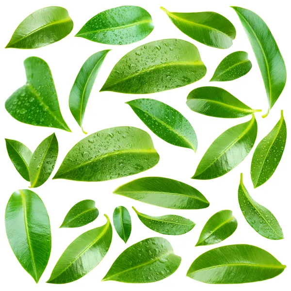 Collage de hermosas hojas verdes aisladas en blanco — Foto de Stock