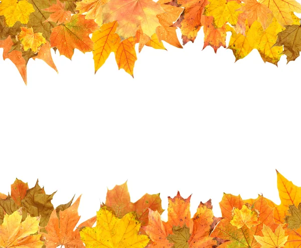 Prachtige gekleurde herfstbladeren geïsoleerd op wit — Stockfoto