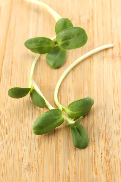 Groene jonge zonnebloem spruiten op houten achtergrond — Stockfoto