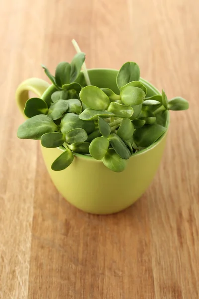 Green young sunflower sprouts in cup on wooden background — Stock Photo, Image