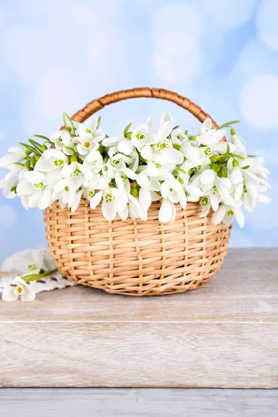 Beautiful snowdrops in wicker basket, on blue background — Stock Photo, Image