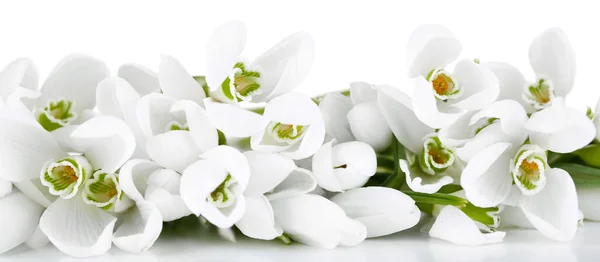 Beautiful snowdrops, isolated on white — Stock Photo, Image