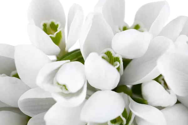 Beautiful snowdrops, close up — Stock Photo, Image