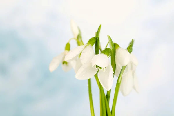 Beautiful snowdrops, on winter background — Stock Photo, Image