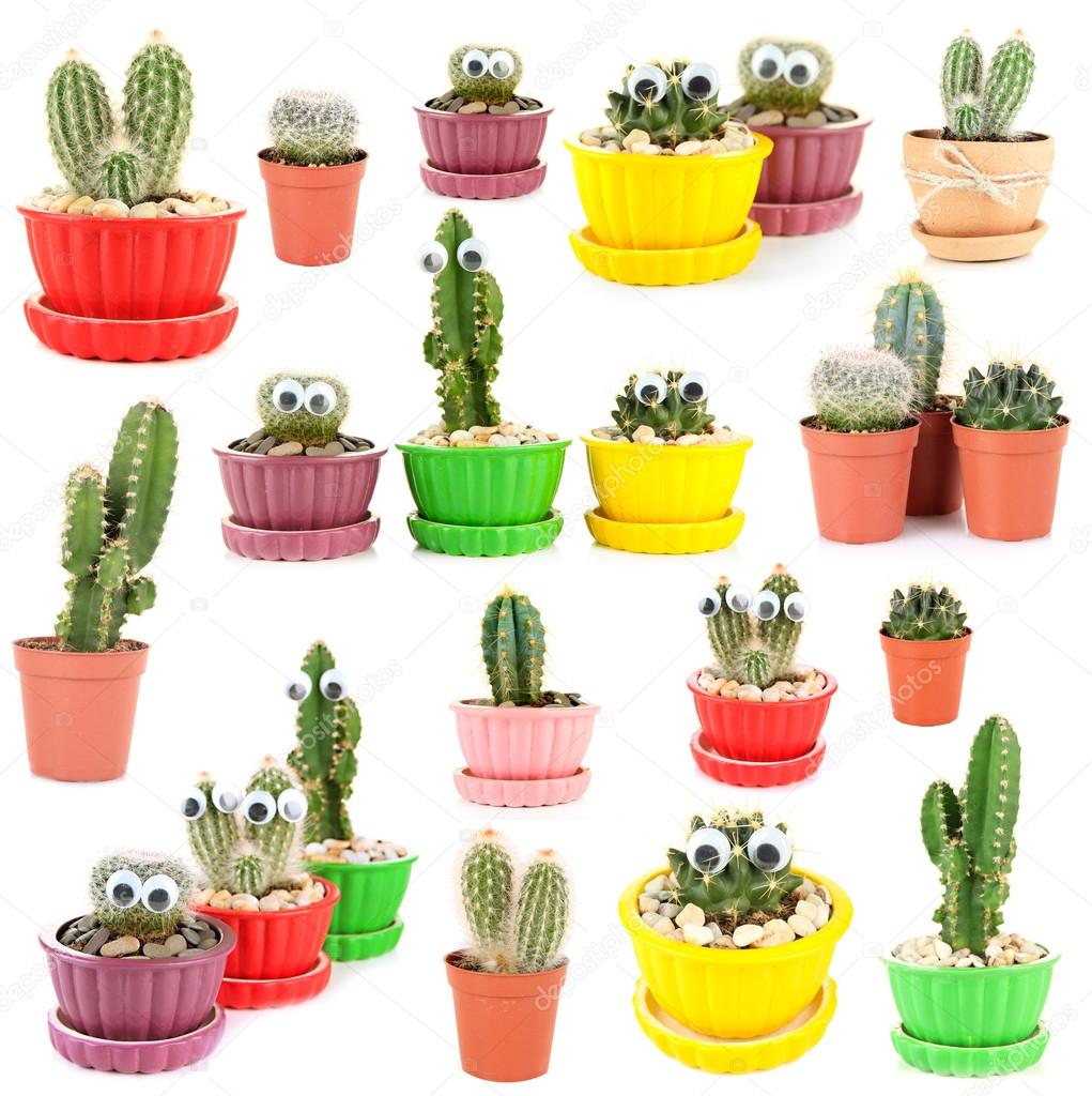 Collage of funny cacti, isolated on white