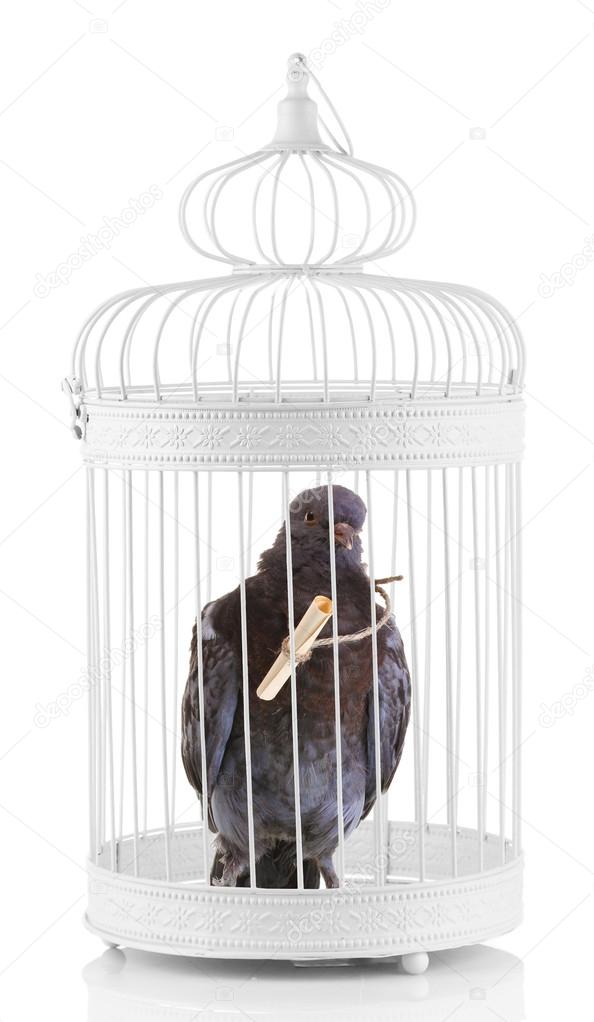 One grey messenger-pigeon in cage isolated on white