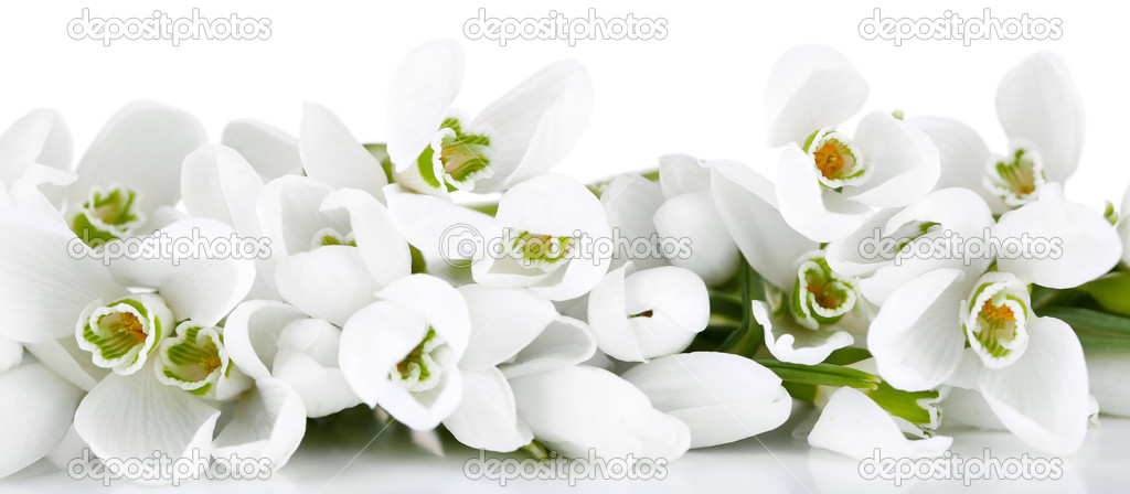 Beautiful snowdrops, isolated on white