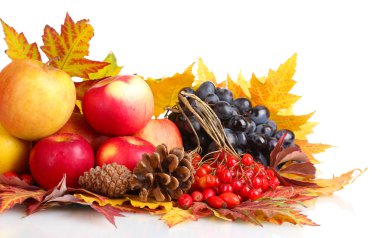 güzel sonbahar hasat ve yaprak üzerinde beyaz izole