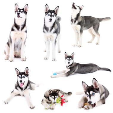 kolaj üzerinde beyaz izole şirin husky köpek