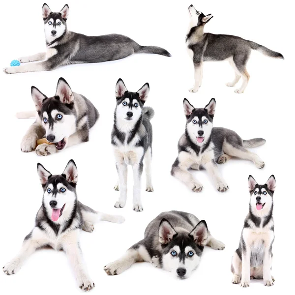 kolaj üzerinde beyaz izole şirin husky köpek