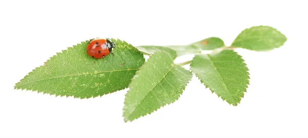 Joaninha na folha verde isolada no branco — Fotografia de Stock