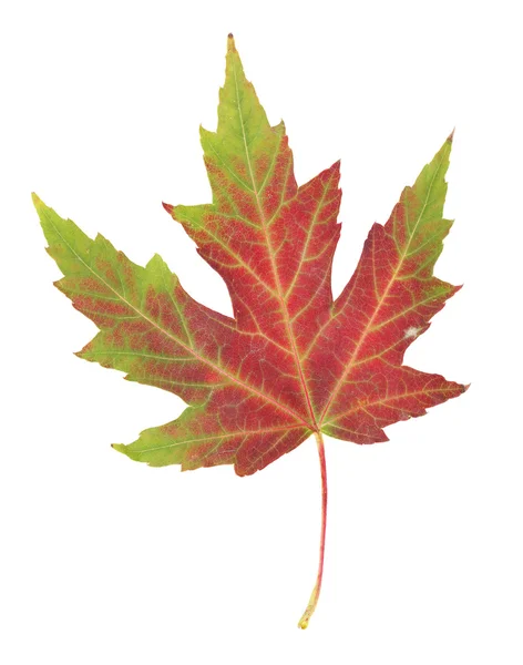 Levendige herfst esdoornblad geïsoleerd op wit — Stockfoto