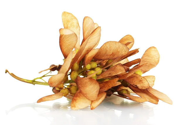 Maple seed isolated on white — Stock Photo, Image
