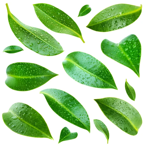 Collage of beautiful green leaves isolated on white — Stock Photo, Image