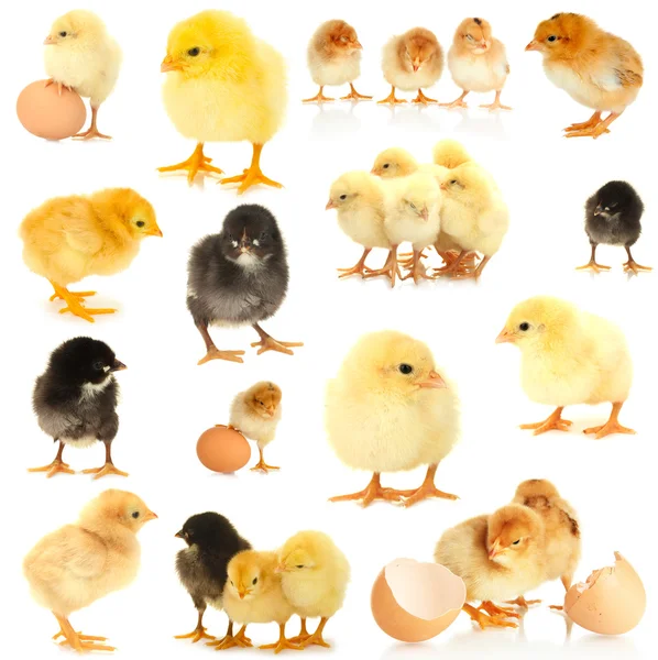 Weinig kippen geïsoleerd op wit — Stockfoto