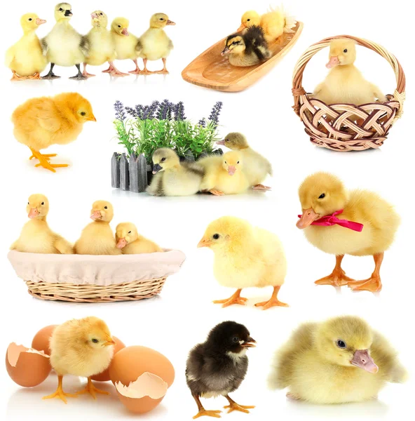 Colagem de galinhas e patinhos bonitos — Fotografia de Stock