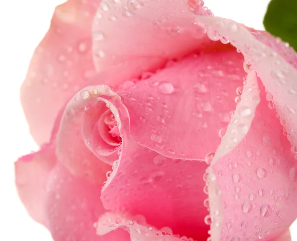 Rosa ros isolerad på vit — Stockfoto