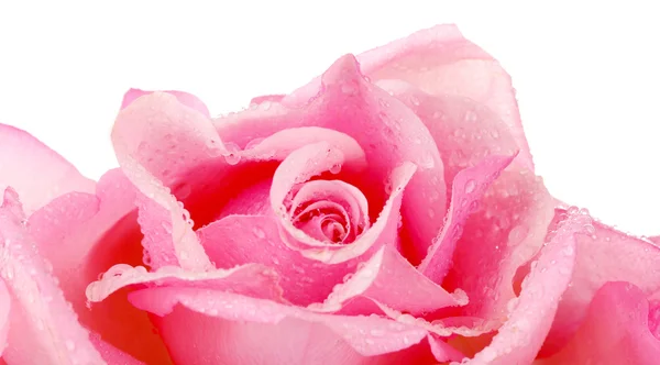 Pink rose isolated on white — Stock Photo, Image