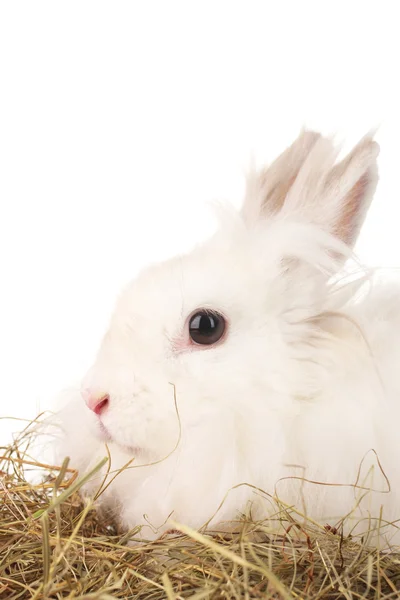 Pluizige witte konijn in een hooiberg geïsoleerd op wit — Stockfoto