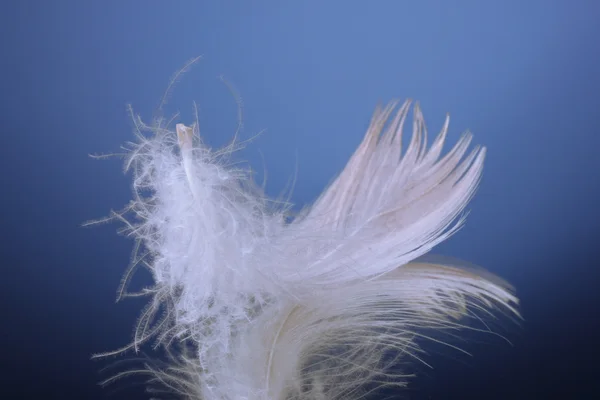 Hermosa pluma sobre fondo azul — Foto de Stock