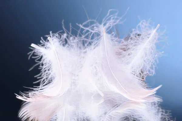 Hermosas plumas sobre fondo azul —  Fotos de Stock