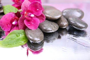 Güzel çiçek açan orkide su damlaları ve açık renk arka plan üzerinde spa taşlar ile kompozisyon