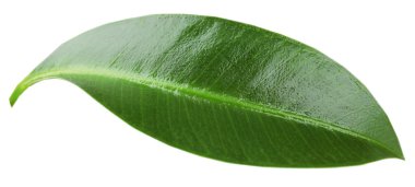 beyaz izole güzel yaprak yeşil