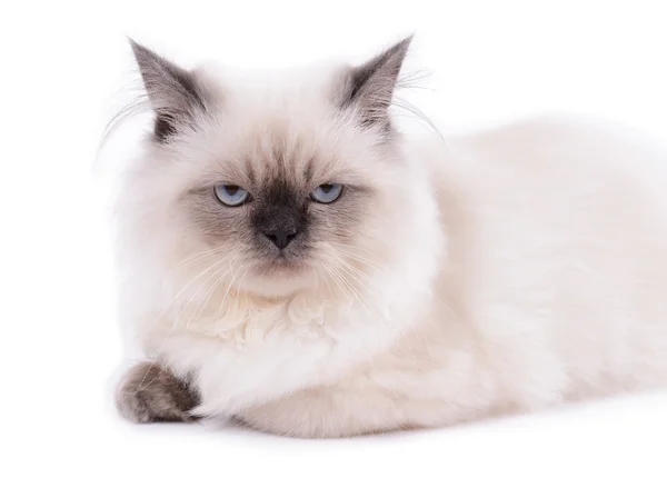 Beautiful cat isolated on white — Stock Photo, Image