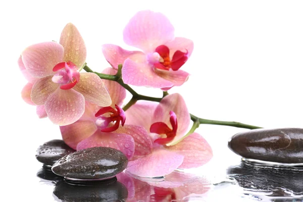 Composition with beautiful blooming orchid with water drops and spa stones, isolated on white — Stock Photo, Image