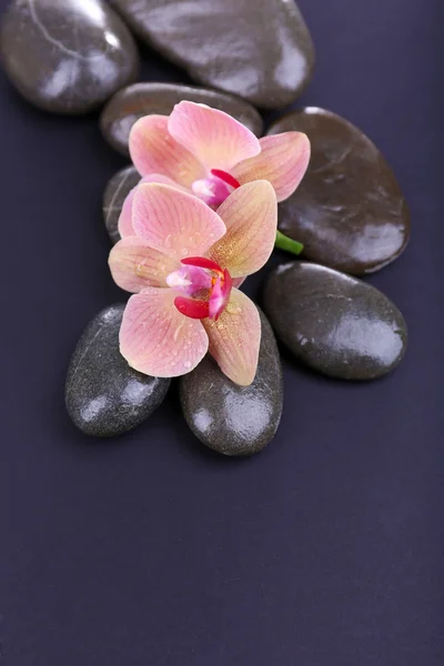 Composition with beautiful blooming orchid with water drops and spa stones, isolated on  black — Stock Photo, Image