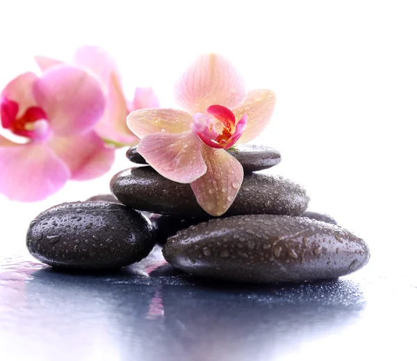 Komposition mit schöner blühender Orchidee mit Wassertropfen und Wellness-Steinen, auf hellem Hintergrund — Stockfoto