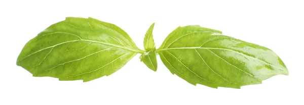 Green fresh basil, isolated on white — Stock Photo, Image