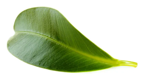 Schönes grünes Blatt, isoliert auf weiß — Stockfoto