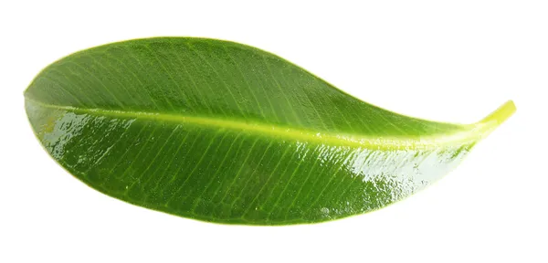 Belle feuille verte, isolée sur blanc — Photo