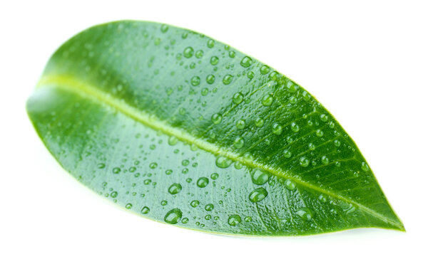 Beautiful green leaf, isolated on white