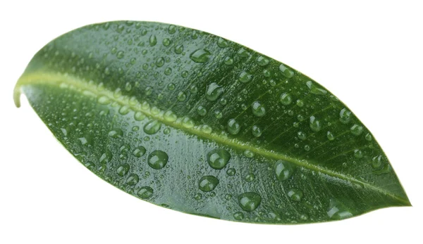 Красивий зелений лист, ізольований на білому — стокове фото