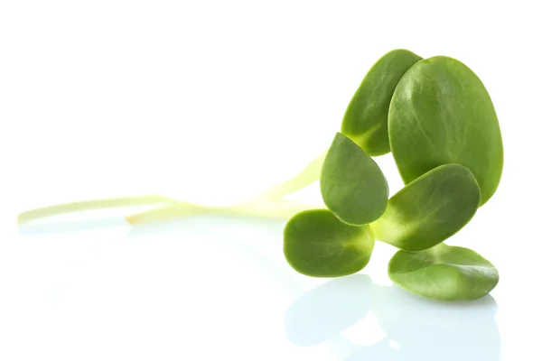Zielone młode kiełki słonecznika izolowane na białym — Zdjęcie stockowe
