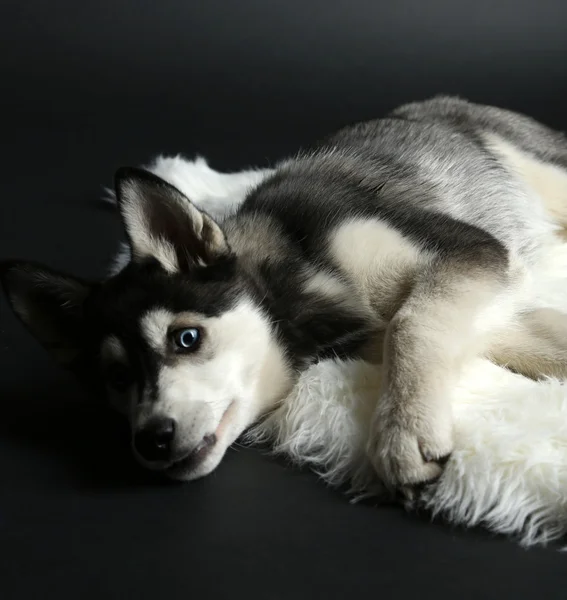 Hermoso lindo cachorro husky, sobre fondo negro —  Fotos de Stock