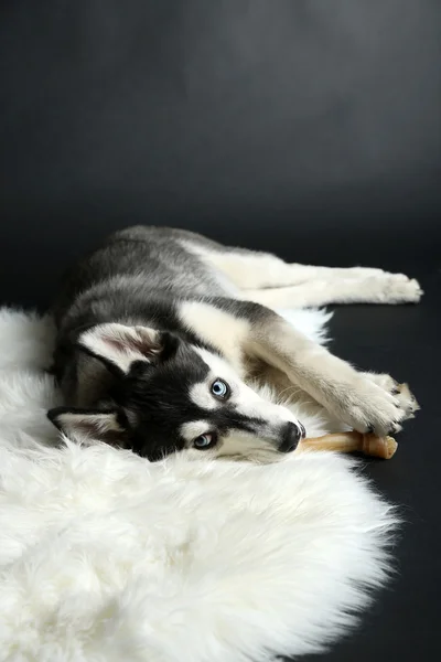 Beautiful cute husky puppy, on black background — Stock Photo, Image