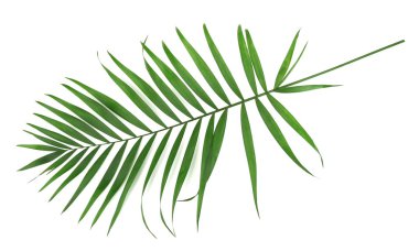 beyaz izole yaprak yeşil palmiye ağacı (howea)