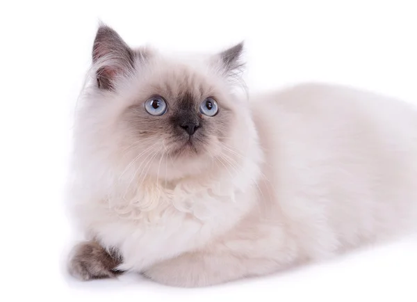 Gato bonito isolado em branco — Fotografia de Stock