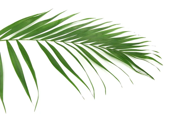 Зеленый лист пальмы (Howea), выделенный на белом фоне — стоковое фото