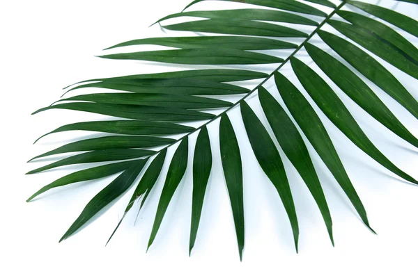 Зеленый лист пальмы (Howea), выделенный на белом фоне — стоковое фото