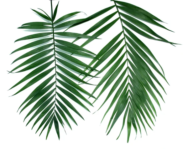 Folhas verdes de palmeira (Howea) isoladas em branco — Fotografia de Stock