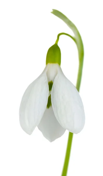 Beautiful snowdrop, isolated on white — Stock Photo, Image