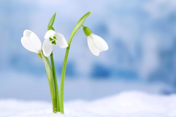 Beautiful snowdrops on snow, on nature winter background — Stock Photo, Image
