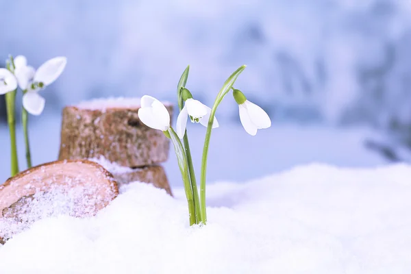 Schöne Schneeglöckchen auf Schnee, auf Natur Winterhintergrund — Stockfoto