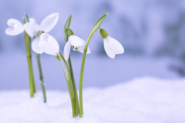 Beautiful snowdrops on snow, on nature winter background