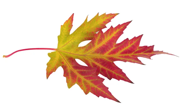 Яркий осенний кленовый лист, изолированный на белом — стоковое фото